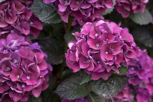 Hortensia, residence hotelière de cancale